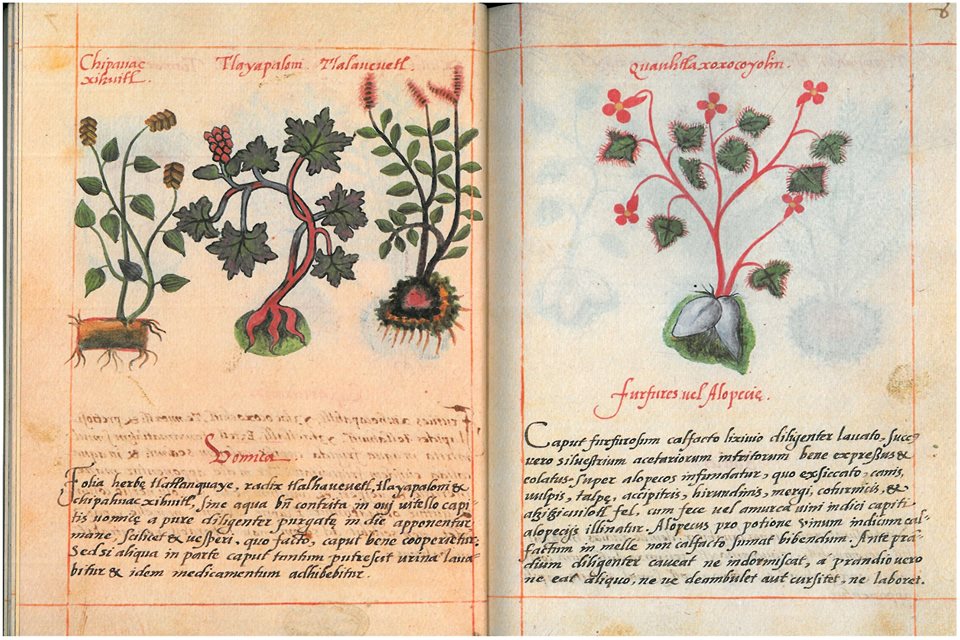 La flora y el cuerpo: estudios de botánica aplicadaPor Francisco Javier Cervantes Mendoza